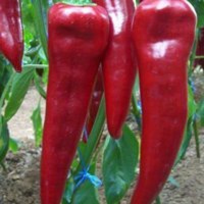 Семена перца сладкого Спарк F1 (среднеранний) Тип Капия, (500 сем.) Lark Seeds